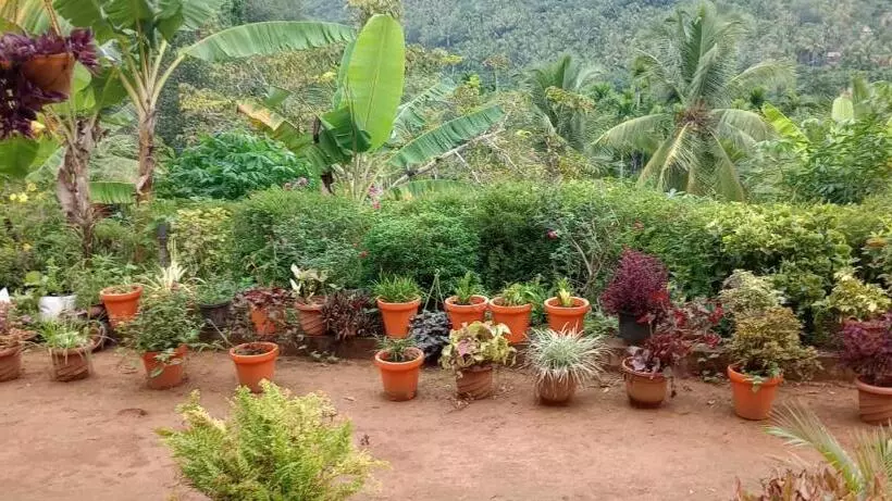 ホテル Vanasree Farmstay