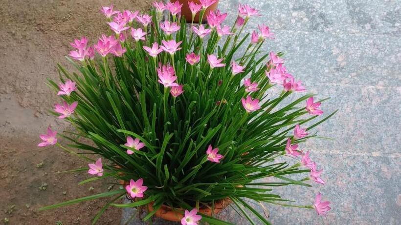 فندق Vanasree Farmstay