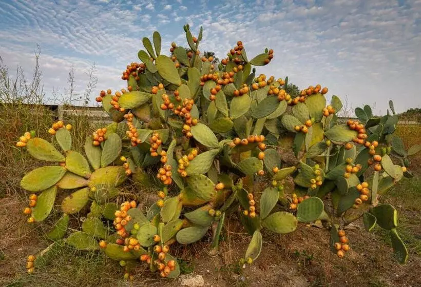 تختخواب و صبحانه Dimora Rudiae Lecce