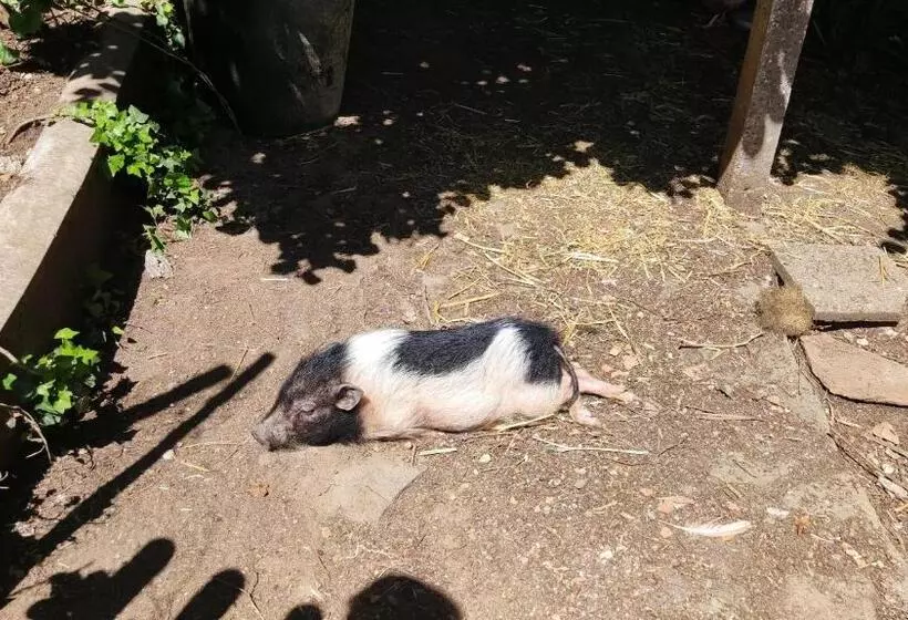 ベッドアンドブレックファースト La Fontaine Du Mas