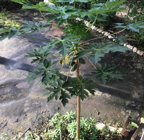 住宿加早餐  The Roadhouse