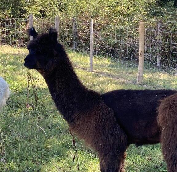 호텔 La Bêle & Toile