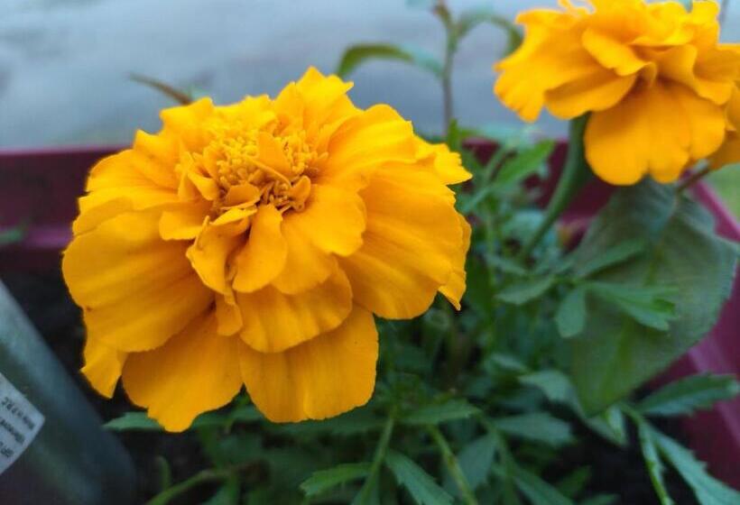 פנסיון La Cigaliere