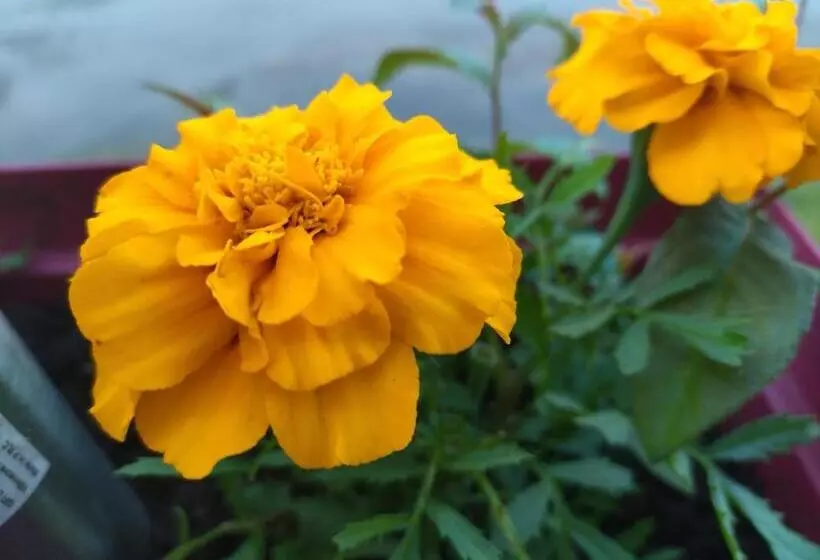 Majatalo La Cigaliere