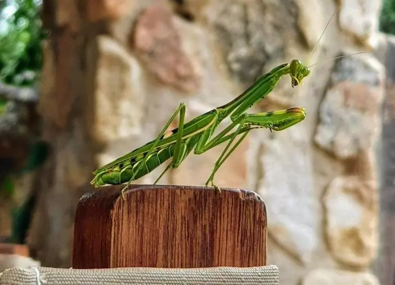 ベッドアンドブレックファースト Hasekamp Family Bush Lodge