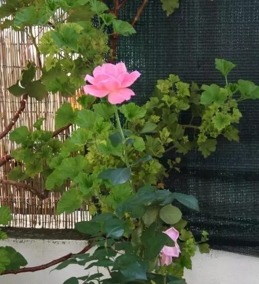 Aamiaismajoitus (B&B) Il Giglio