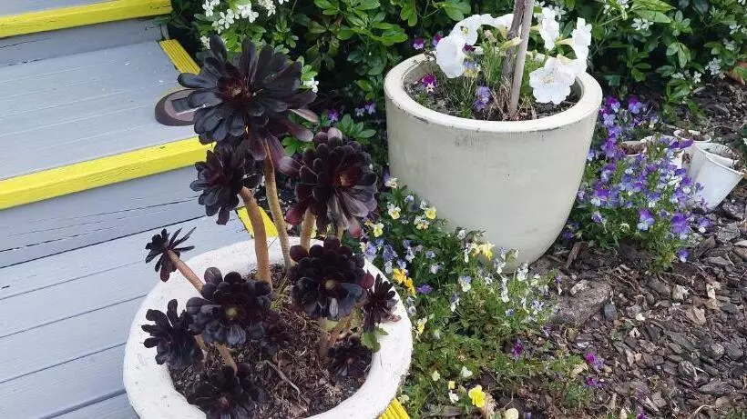 Morning Bloom Cottage Bed And Breakfast