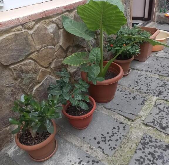 پانسیون Guest House Anano