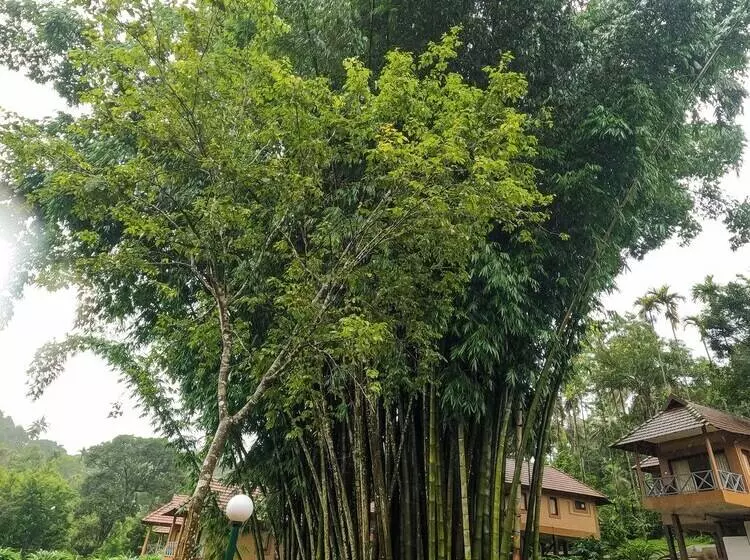 リゾートホテル Sterling Vythiri Wayanad