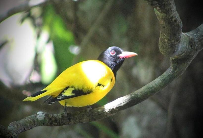 Pension The Escape With Jadeon