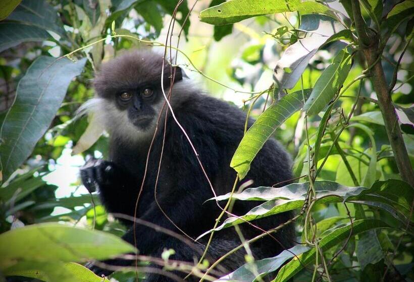 Pension The Escape With Jadeon