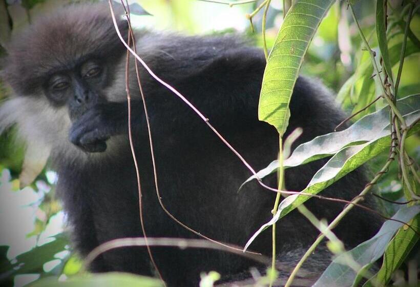 Pension The Escape With Jadeon