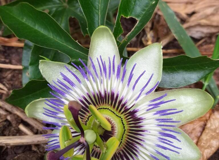 פנסיון The Annex