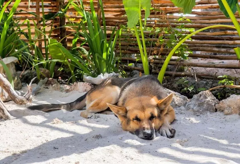 ホテル Pili Pili Boutique Lodge