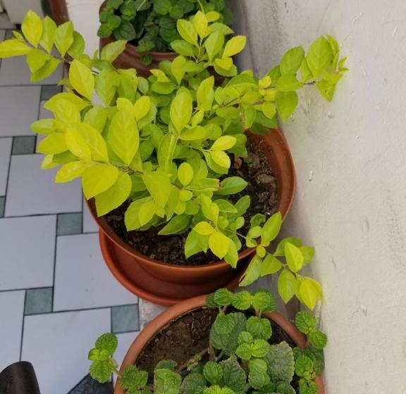 بنسيون Malu House   Peru   Lima