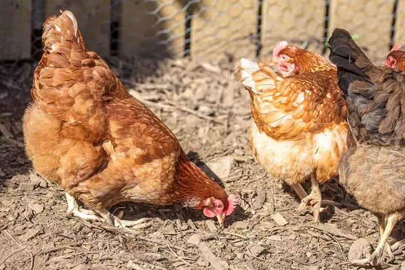 Majatalo Maxwelston Farmhouse