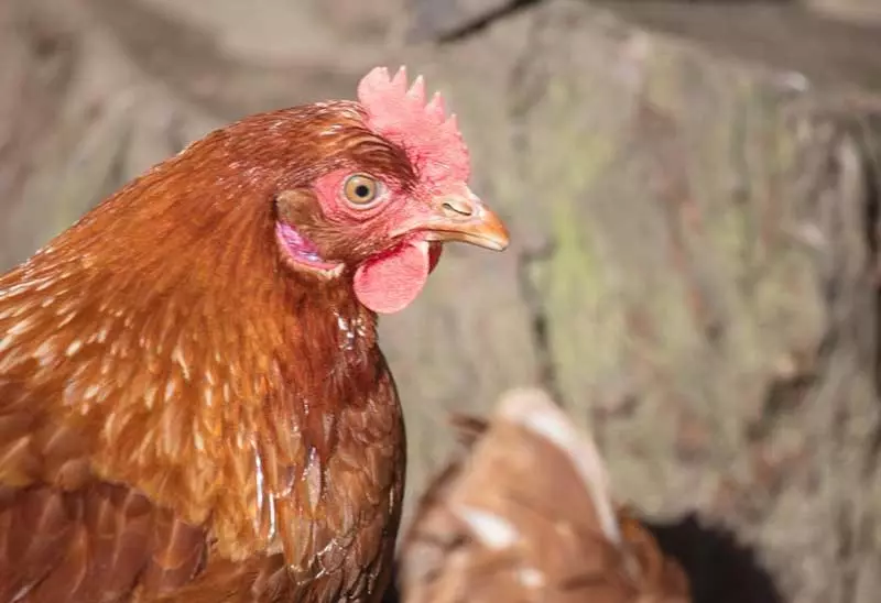 Majatalo Maxwelston Farmhouse