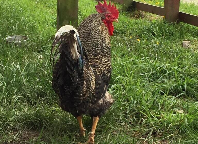 Bed and Breakfast Hua Huar Turismo Rural