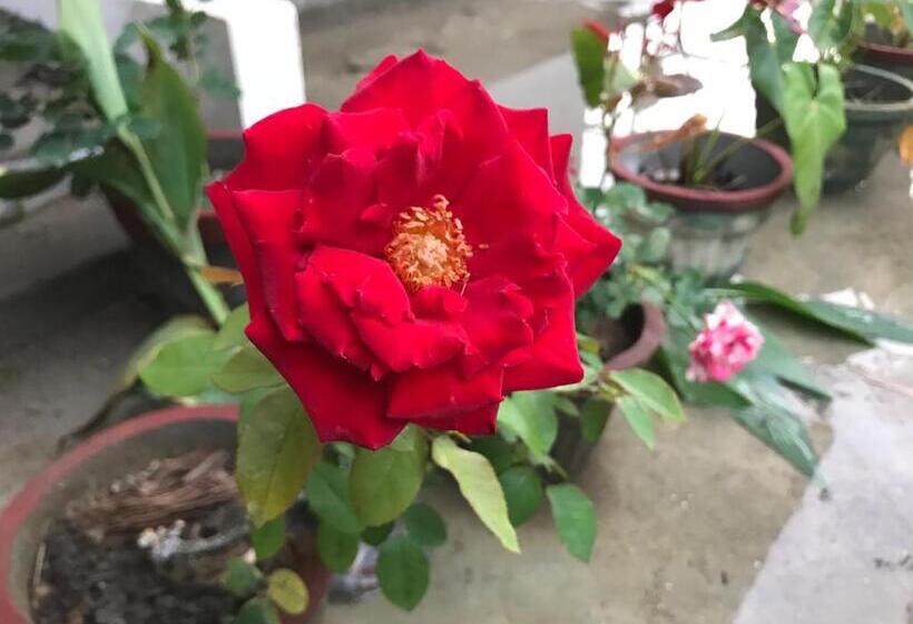 Bed and Breakfast Tikiri Latha Hanthana