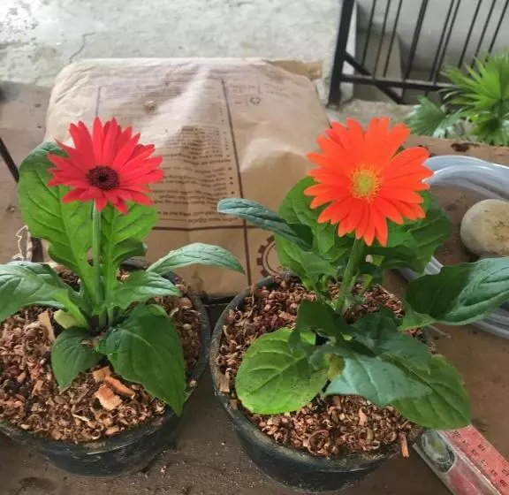 Aamiaismajoitus (B&B) Tikiri Latha Hanthana