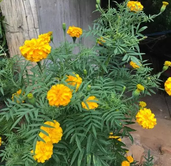 Aamiaismajoitus (B&B) Tikiri Latha Hanthana