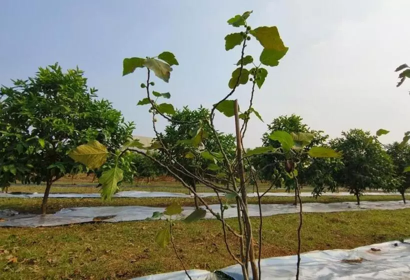 ホテル Nh16 Farm Stay And Restaurant