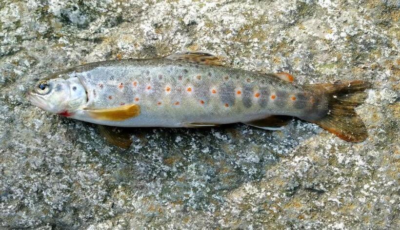 Majatalo Himalayan Bunker, Dingcha Village, Tindar