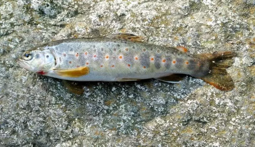 Majatalo Himalayan Bunker, Dingcha Village, Tindar