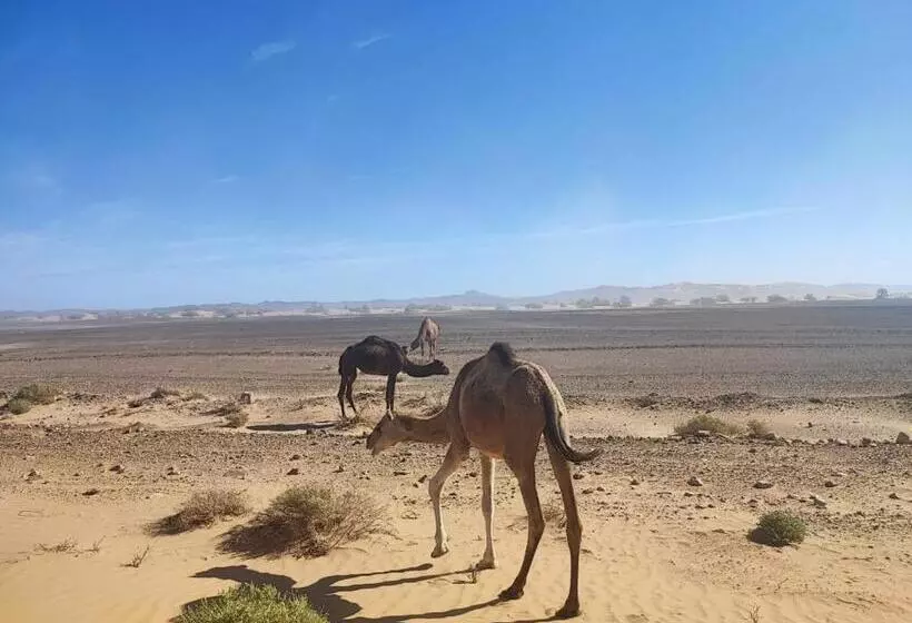 Majatalo Hôte Sahara & Spa Tadighoust