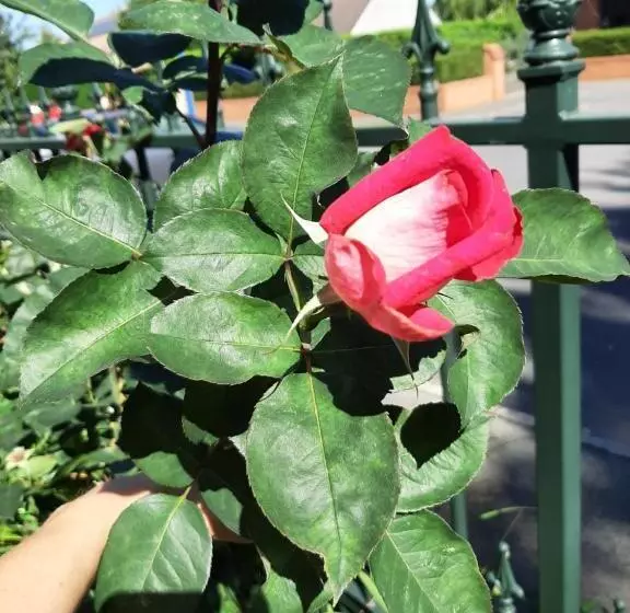 ベッドアンドブレックファースト Le Refuge Du Hibou