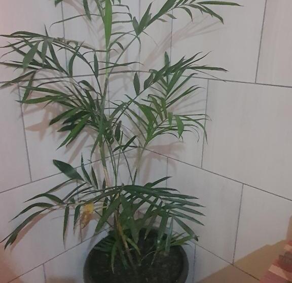 بنسيون Mpucuko Guest House