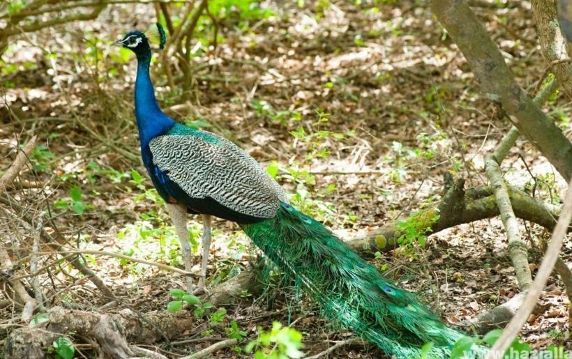 Bed and Breakfast Nyilas Fogadó & Spa