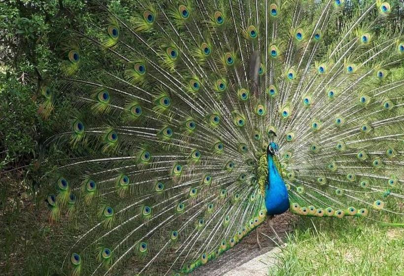 Bed and Breakfast Nyilas Fogadó & Spa