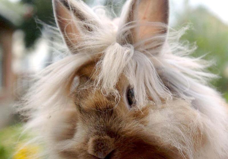 Bed and Breakfast Nyilas Fogadó & Spa