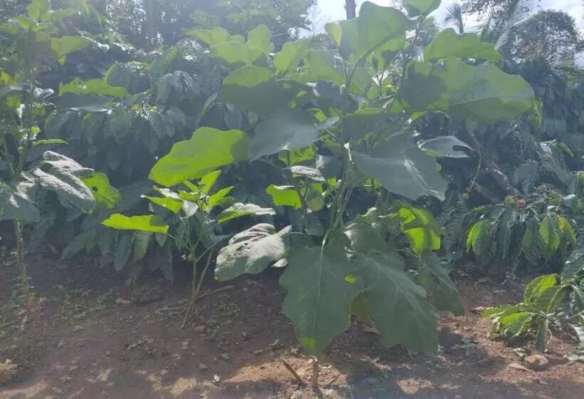 ホテル Farm Stay A Coffee Estate Stay