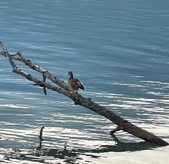 펜션 Chambre De La Tournette