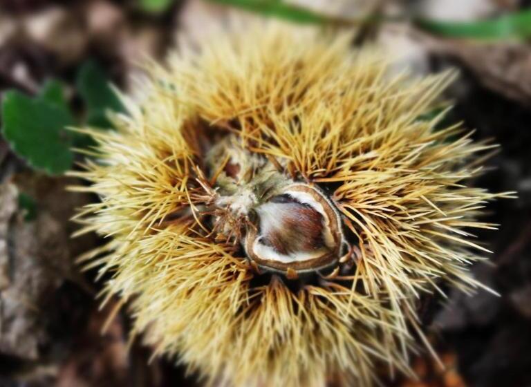 Pensjonat Terra E Radici_castanea