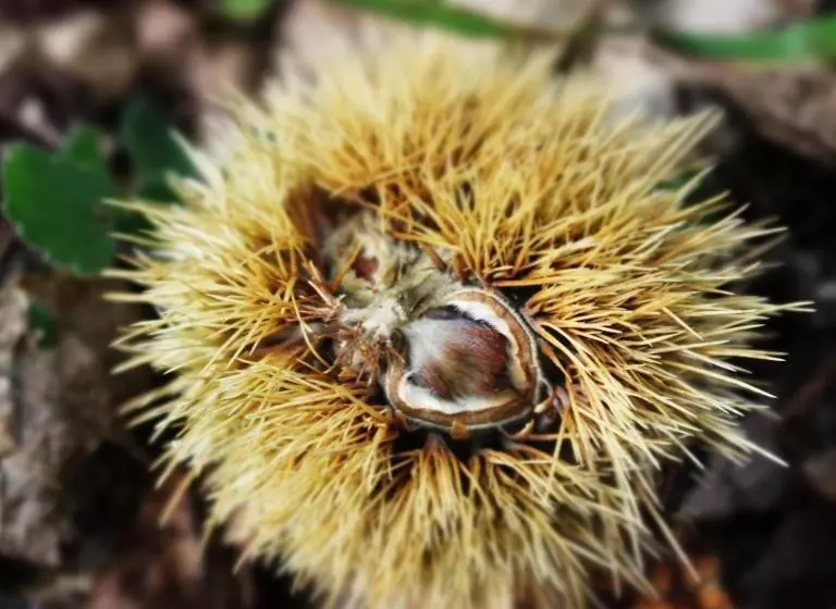 Majatalo Terra E Radici_castanea