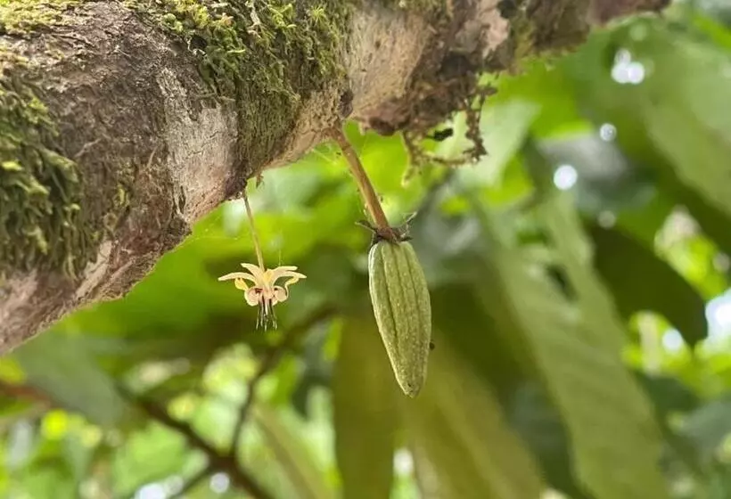 Aamiaismajoitus (B&B) Cacahua Paradise Lodge, Río Celeste