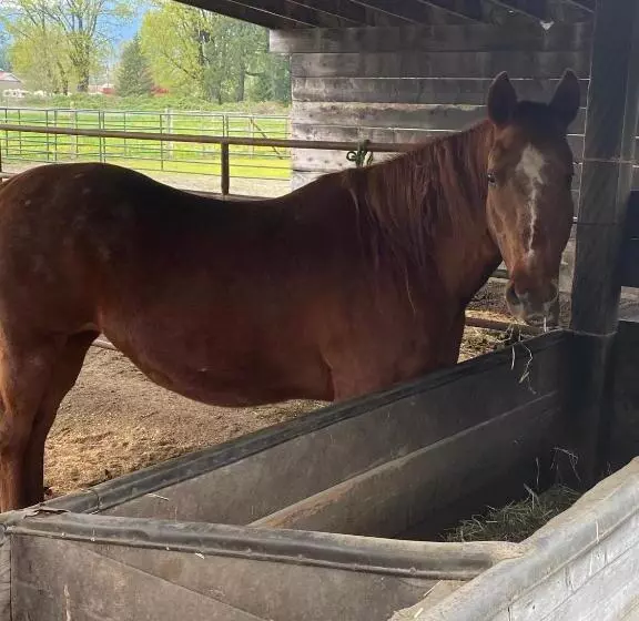 ペンション Farm House   L&s Farms