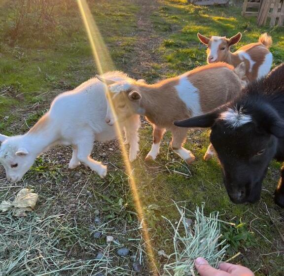 Pension Farm House   L&s Farms