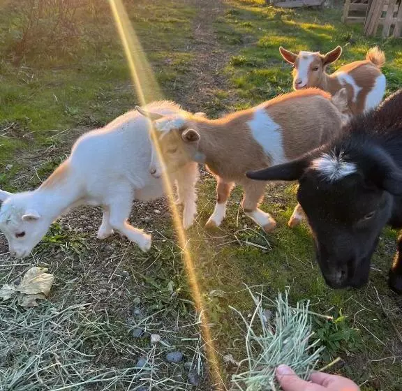 ペンション Farm House   L&s Farms