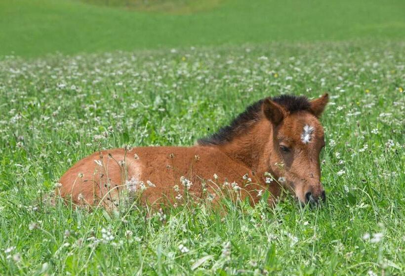 Отель Feriendorf Ponyhof