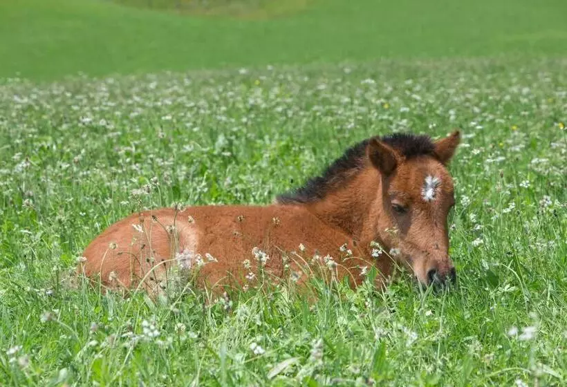 ホテル Feriendorf Ponyhof