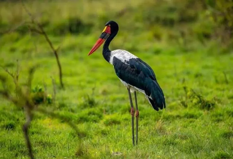 Kacoke Madit Hotel And Cultural Centre, Gulu