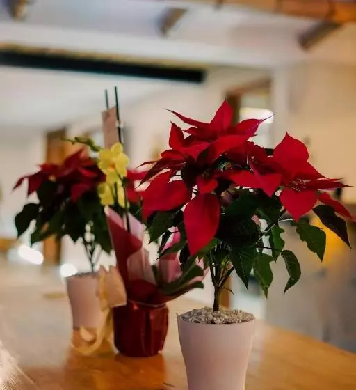 هتل Cannatel Exclusive