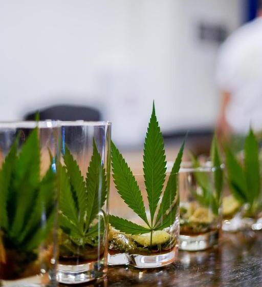 هتل Cannatel Exclusive