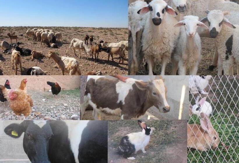 ホテル Family Village Marrakech