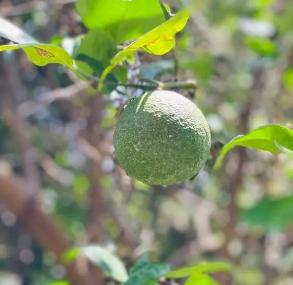 Hotelli Sunflower Inn