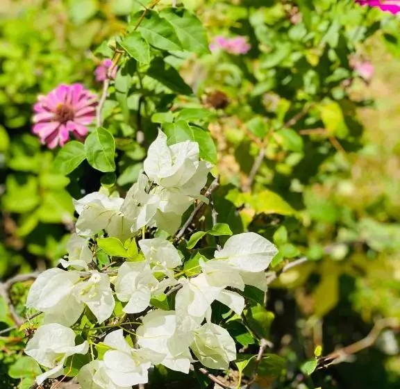 Hotelli Sunflower Inn